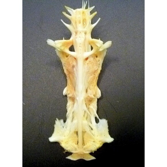 Postcard crucifix fish gaff top sailcat religious jesus christ cross - Picture 4 of 6